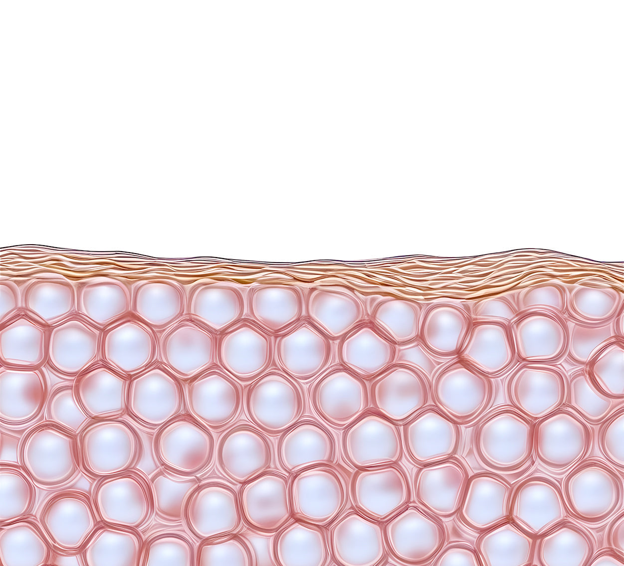 The Epidermis: Skin’s First Line of Defense